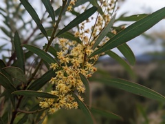 Acacia rubida