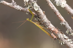 Mantis religiosa