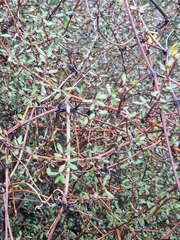 Coprosma