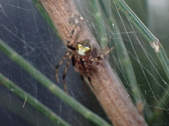 Araneus albotriangulus