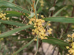 Acacia rubida