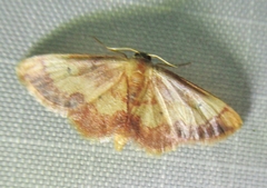 Idaea demissaria