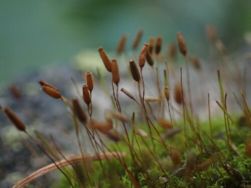 mountain pincushion