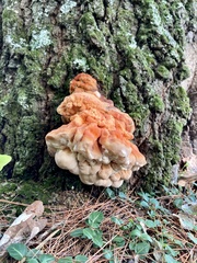 Laetiporus