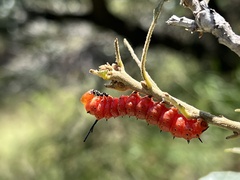 Anisota oslari