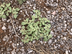 Tidestromia lanuginosa