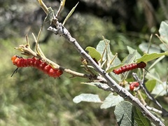 Anisota oslari