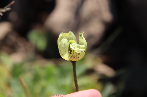 Rooted poppy (Oreomecon radicata)