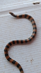 Simoselaps bertholdi