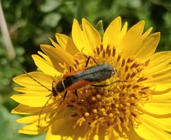 Chauliognathus limbicollis