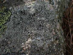 Lecideales