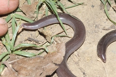 Typhlopidae