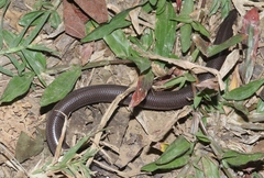 Typhlopidae