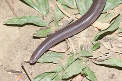 Typhlopidae