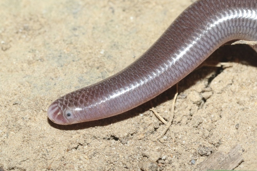 Goliath Blindsnake
