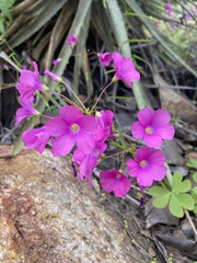 Oxalis