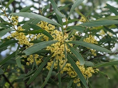 Acacia rubida