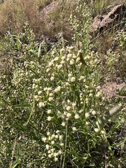 Baccharis thesioides