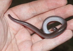 Typhlopidae