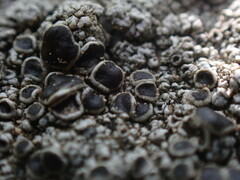 Lecideales