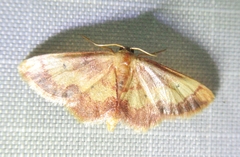 Idaea demissaria