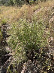 Baccharis thesioides