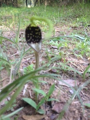 Aristolochia erecta
