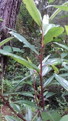 Comarostaphylis