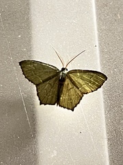 Chloropteryx tepperaria