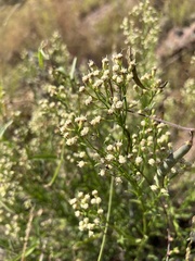 Baccharis thesioides