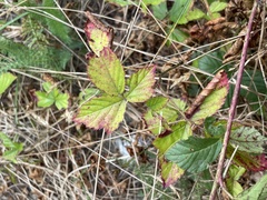 Toxicodendron radicans