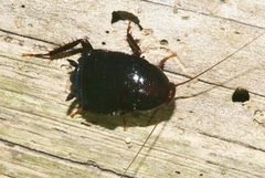 Eurycotis