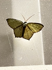 Chloropteryx tepperaria