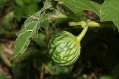 Solanum myriacanthum