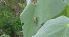 Agaeocera scintillans