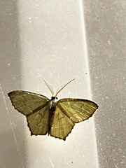 Chloropteryx tepperaria