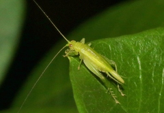 Cyrtoxipha poeyi