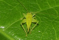 Cyrtoxipha poeyi