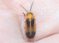 Callopisma