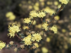 Phebalium squamulosum