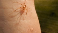 Araneus thaddeus
