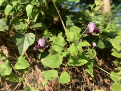 Clematis pitcheri