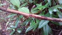Comarostaphylis