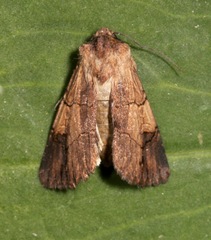 Dichagyris grotei