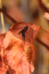 Pimpla