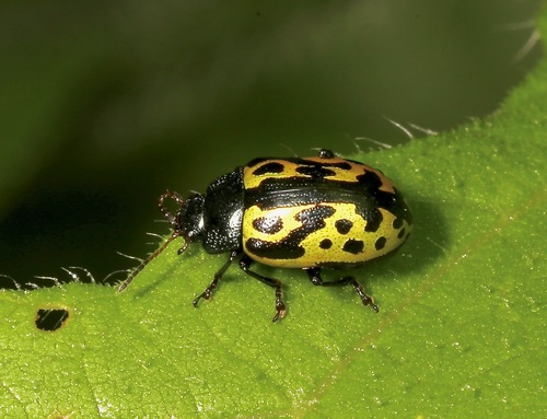Calligrapha signatipennis