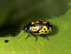 Zygogramma signatipennis