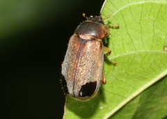 Phyllophaga