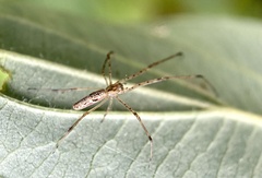 Tetragnatha