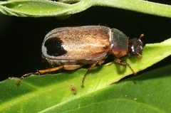 Phyllophaga